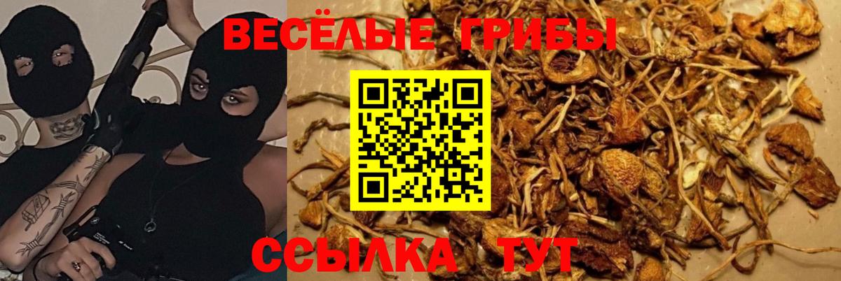 Великий Новгород  Галлюциногенные грибы GOLDEN TEACHER  Псилоцибиновые грибы прущие грибы  Вход с VPN 